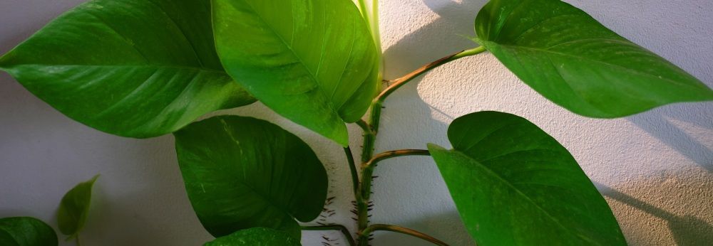 Grüne Blätterpflanze vor weißer Wand